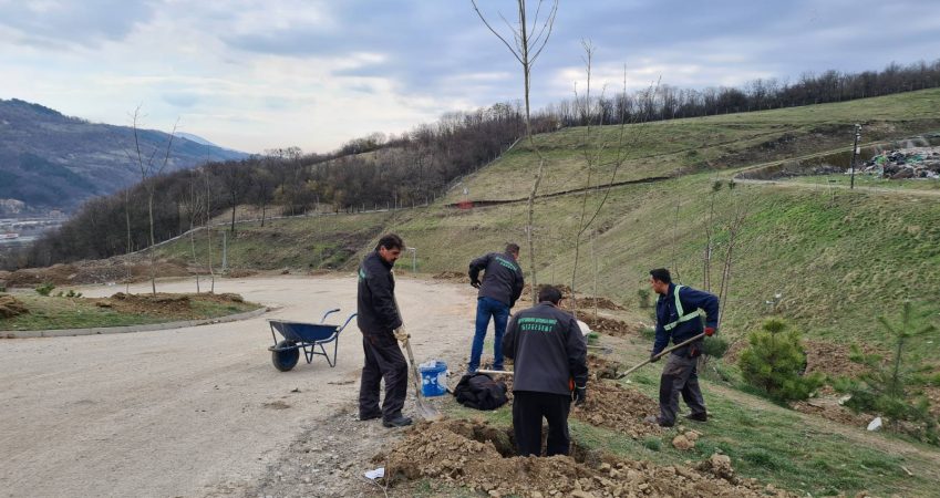 Регионална депонија Пирот: Посађено 75 садница белог јасена